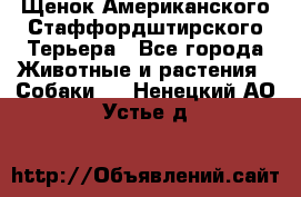 Щенок Американского Стаффордштирского Терьера - Все города Животные и растения » Собаки   . Ненецкий АО,Устье д.